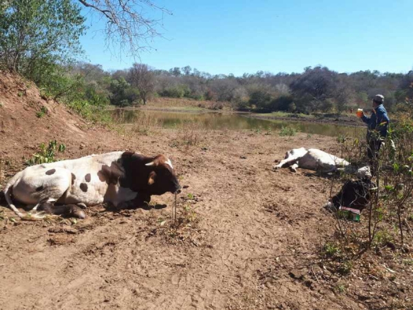 Parasitosis e intoxicación matan a unas 300 reses en Villa Montes
