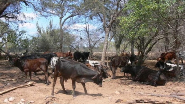 Macharetí pierde 1.000 cabezas de ganado a causa de una enfermedad desconocida