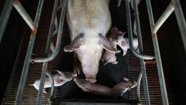 La Fiebre Porcina Amenaza la Dieta de los Chinos