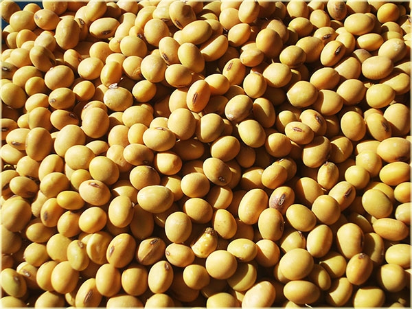 ANAPO proyecta 2,2 millones de toneladas de soya en etapa final de cosecha