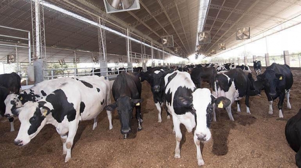 Argentinos innovan en Bolivia sistema contra estrés de vacas y aumentan leche Este estudio se realizo en Los Madriles